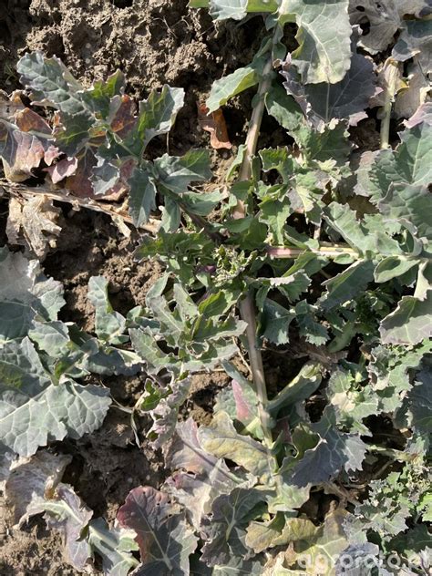 Crocant - zdjęcie, fotka, foto numer: 824374 - Galeria rolnicza agrofoto