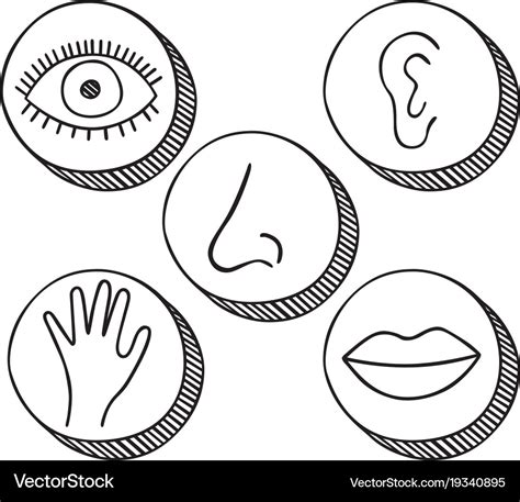 Five senses icons Royalty Free Vector Image - VectorStock