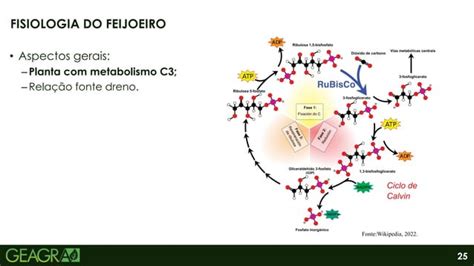 Fenologia E Fisiologia Do Feijoeiro Ppt