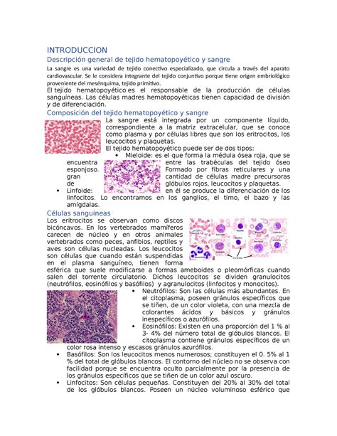 Tejido Hematopoyetico Introduccion Descripci N General De Tejido