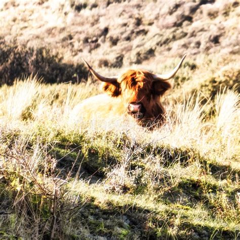 Highlander Animal Bison With Horns In Nature Stock Image Image Of