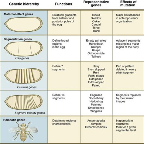 drosophila life cycle stages - Greta Randle