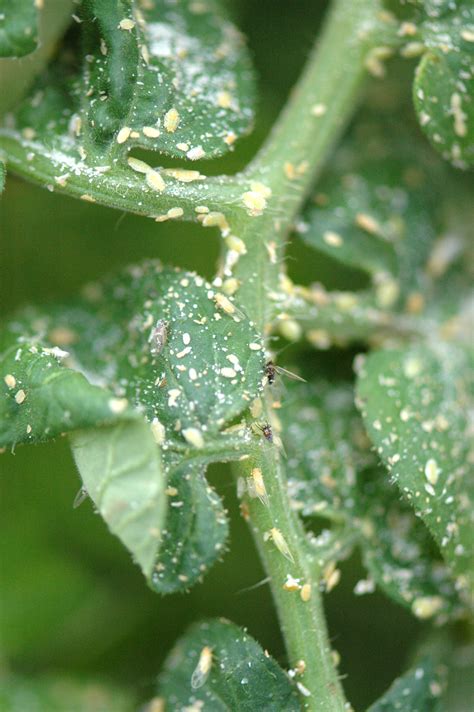 Psyllids - AgriLife Today