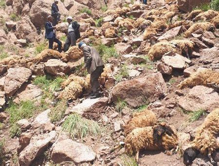 500 animales protagonizan un suicidio masivo en el este de Turquía