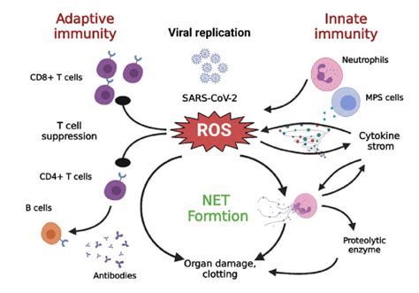 Cross Talk Among Nets Oxidative Stress And T Cell Deficiency