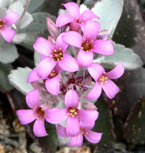 Каланхоэ — выращивание и уход в домашних условиях — ВокругСада.ру