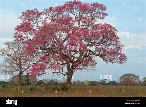 Pink Ipe Tree Tabebuia Ipe During The Flowering Season Pantanal Mato Grosso State Brazil