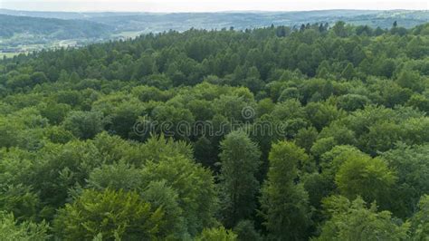 Top View on the Forest. Aerial Top View of Green Forest Tree Stock ...