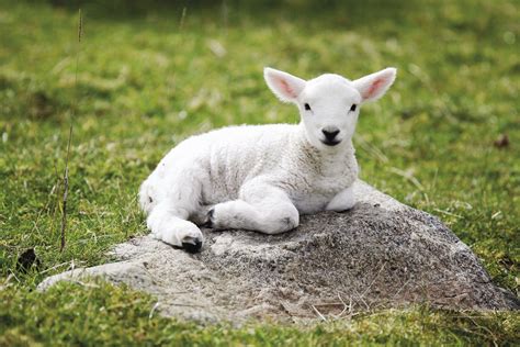 Baby Sheep Wallpapers Wallpaper Cave