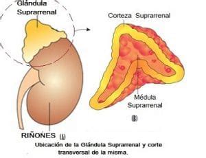 Corteza Suprarrenal Qu Es Anatom A Funci N Fisiolog A Y M S