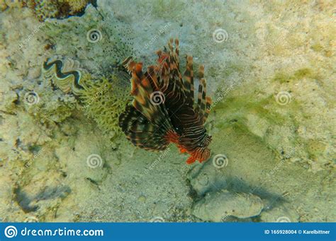 Red Lionfish Beautiful But Destructive Fish In The Red Sea Pterois Is