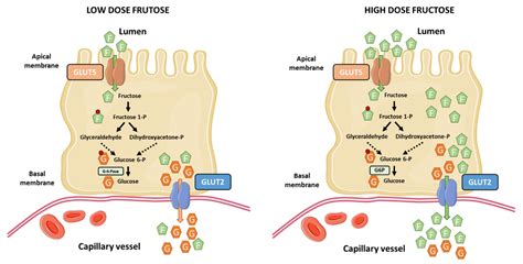 Fructose Metabolism Vs Glucose Metabolism