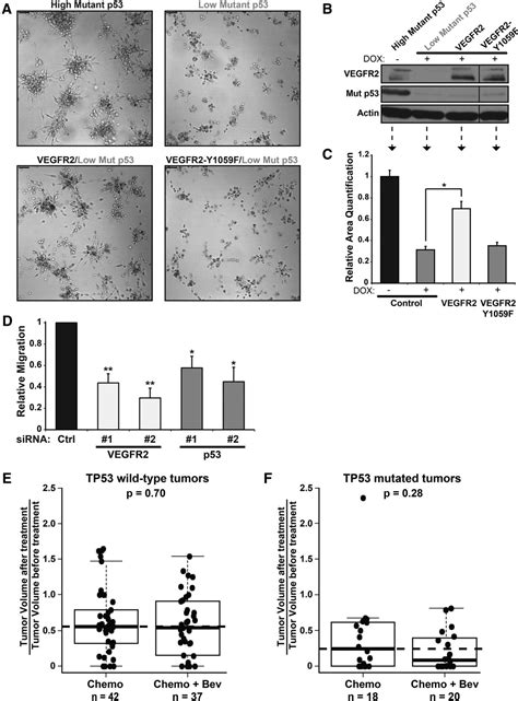 Mutant P53 Cooperates With The SWI SNF Chromatin Remodeling Complex To