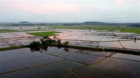 Aerial view reflection of paddy field and coconut 8599723 Stock Video ...