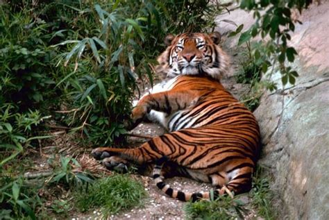 Free picture: bengal, tiger