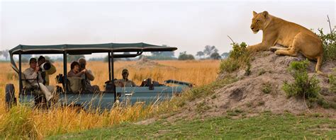 Discover Amazing Wildlife And Unique Landscapes On A Botswana Safari