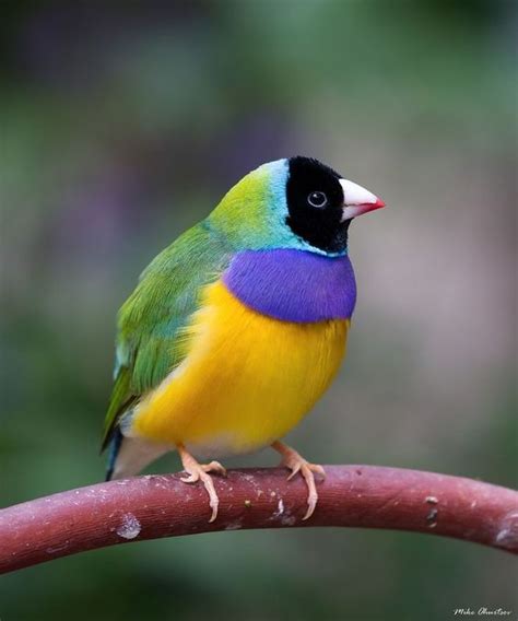 Gouldian Finch: Reveling in the Exquisite Colors of Australia’s Prized Avian Jewel - Breaking ...