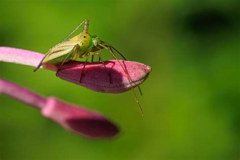 Toplettet Bederoet Ge Naturfotografer I Danmark