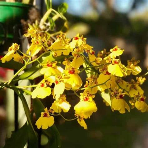 Oncidium Tudo Sobre A Orqu Dea Chuva De Ouro