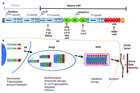 Vwf Domain Structure And Multimer Biosynthesis A Vwf Is Synthesized