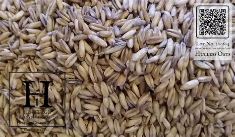 Hulless Naked Oats Heritage Grains And Milling Co