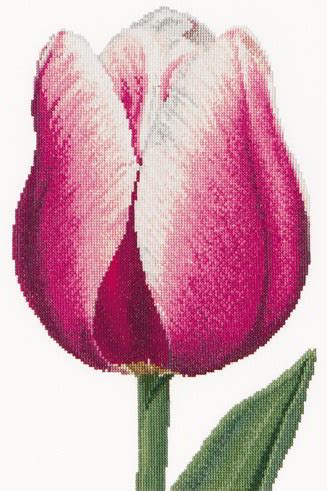 Tulipano Trionfo Rosso Bianco Da Thea Gouverneur Fiori E Frutti Kit