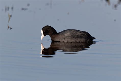 Foulque Macroule Fulica Atra Eurasian Coot Un Peu Flou Flickr