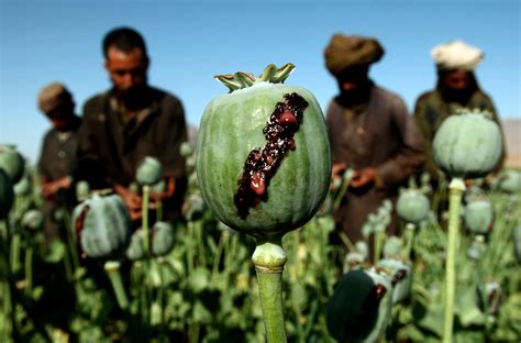 Us Law Updates Opium Production Has Set Another Record In Afghanistan