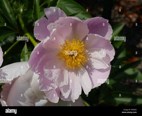 Pink Single Peony Stock Photo Alamy