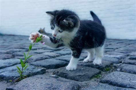 So Cute You Could Crush It The Neuroscience Of Cute Aggression