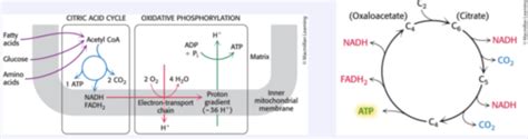 Biochem Exam Citric Acid Cycle Electron Transport Chain