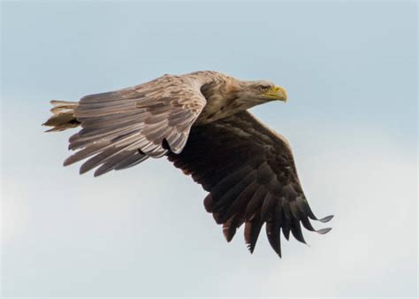 White Tailed Eagle Wingspan Clipart