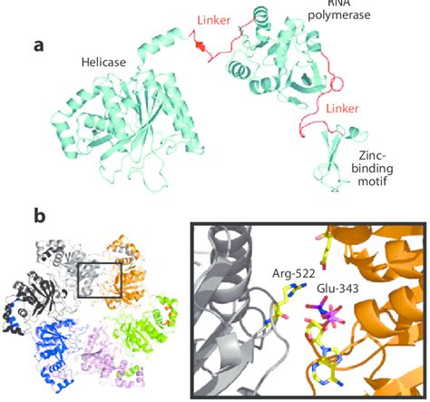 T7 gp4 helicase-primase. (a) The crystal structure of gp4... | Download ...