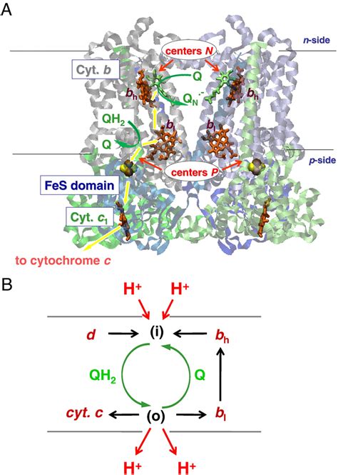 Figure From Activated Q Cycle As A Common Mechanism For Cytochrome