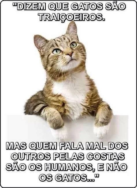 D Mensagens De Animais Frase Gato Cita Es Do Gato