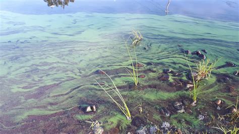 Blue-green algae found in Williams Lake - Acadia Broadcasting