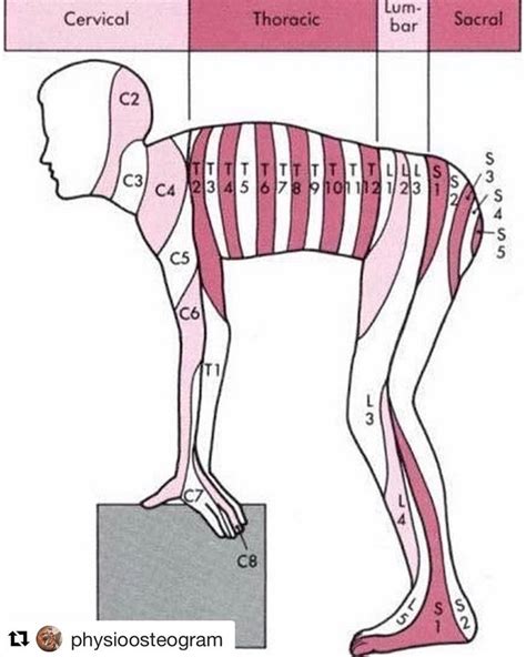 Check This Post By Physioosteogram If You Struggling To Remember Your Dermatomes Seems To Make