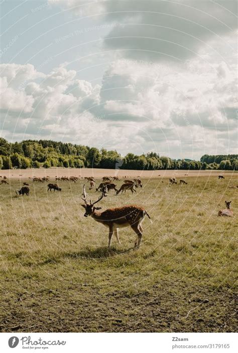 Reh Herde Natur Landschaft Ein Lizenzfreies Stock Foto Von Photocase