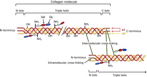 Collagen Crosslinking In Oral Cancer Uzawa Oral Science