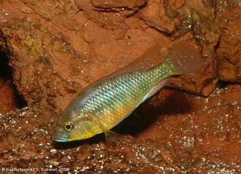 Haplochromis Burtoni