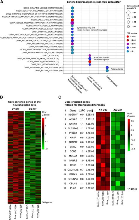 Frontiers Sex Biased Gene Expression During Neural Differentiation Of