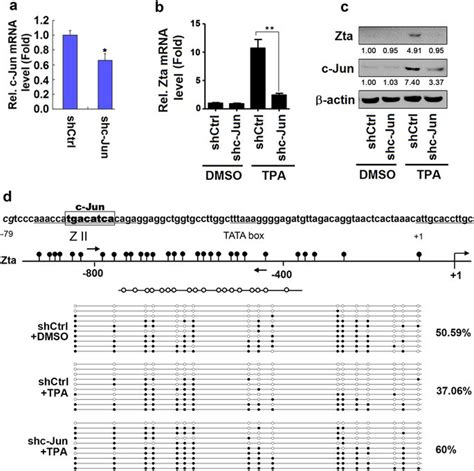 Jun Is Required For Erk Dependent Dna Demethylation Of Zta Promoter