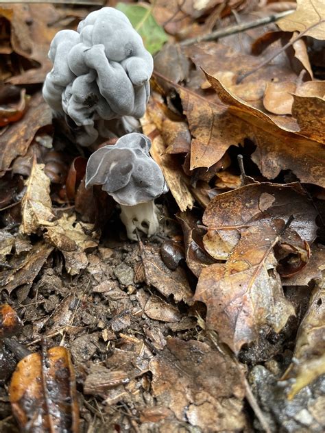 Hypomyces Cervinigenus From Sanborn County Park Saratoga CA US On