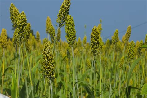 Jowar Grain Or Sorghum Crop Farm Over Blue Sky Background Stock Photo