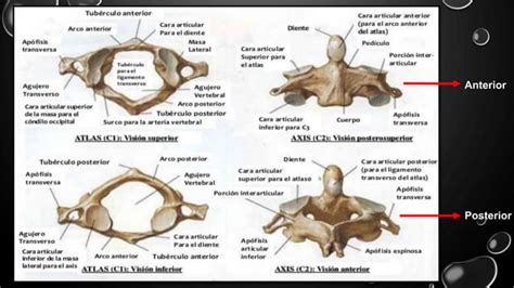 Aparato Locomotor LOCOMOTOR PDF COMPLETO PPT