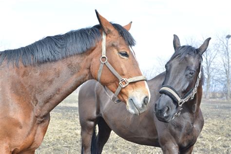 Images Gratuites Animal Sauvage Rêne étalon Crinière Bride En