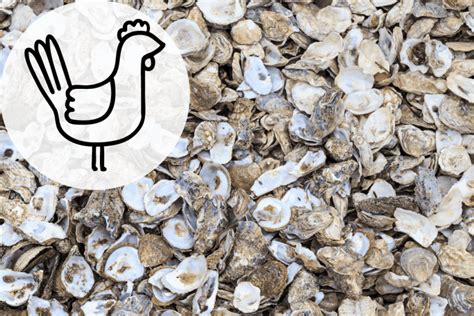 Why Use Crushed Oyster Shells For Chickens Benefits