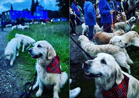 VÍDEO 500 goldens retrievers se reúnem na Escócia para celebrar