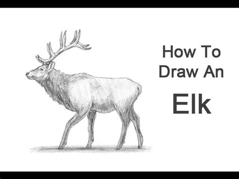 Bull Elk Pencil Drawings