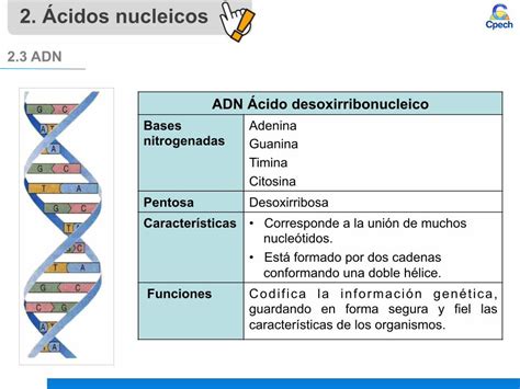 PDF Biomoléculas orgánicas Ácidos nucleicos file2 Ácidos nucleicos